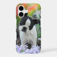 Cachorro de perro Terrier de Boston