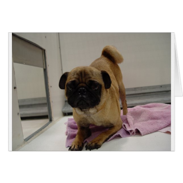 cachorro de pug.png (Anverso (Horizontal))