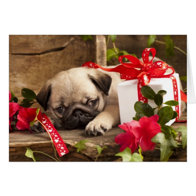 Cachorro de pug y caja de regalo (Anverso (Horizontal))