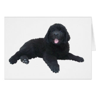 Cachorro de Terranova