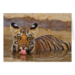 Cachorro de Tigre de Bengala Real, bebiendo agua