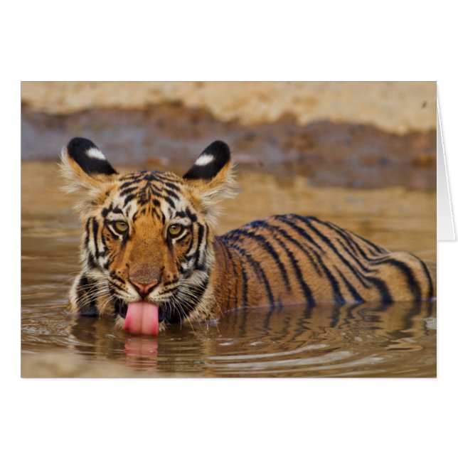 Cachorro de Tigre de Bengala Real, bebiendo agua (Anverso (Horizontal))
