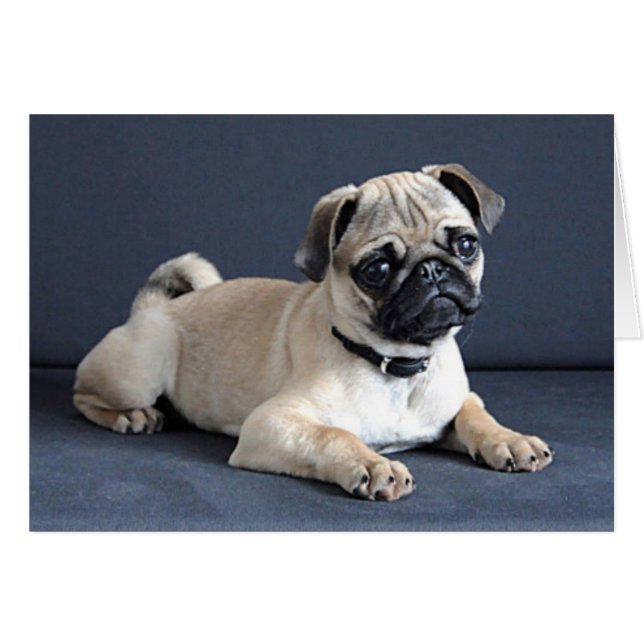 Cachorro en el sofá (Anverso (Horizontal))