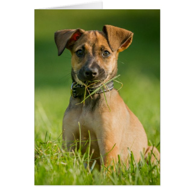 Cachorro en la hierba (Frente)