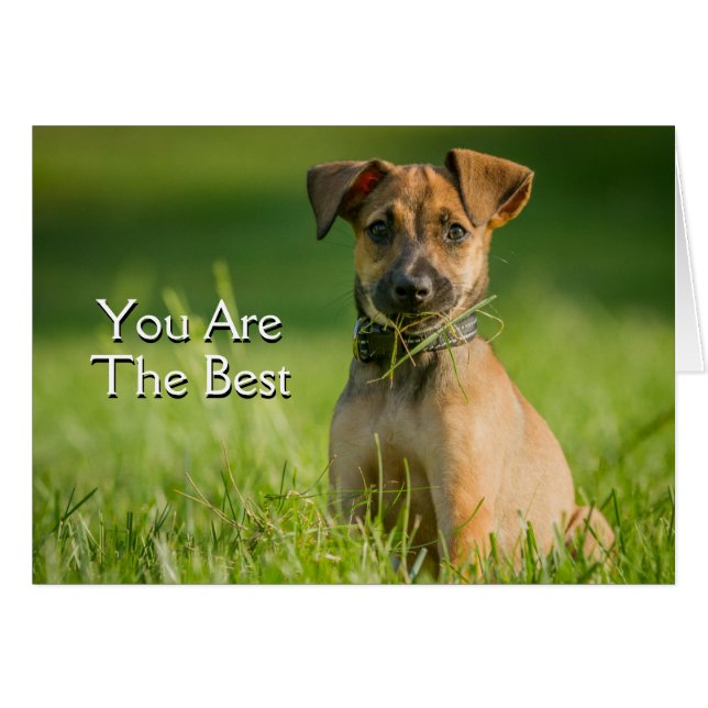 Cachorro en la hierba (Anverso (Horizontal))