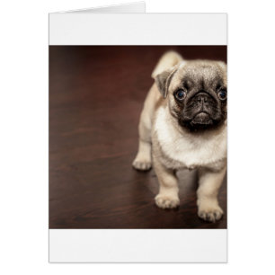 cachorro en sepia