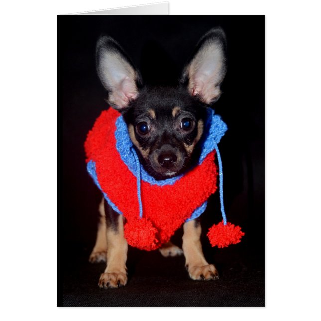 Cachorro en suéter Wooly (Frente)