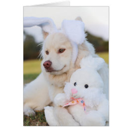 Cachorro finlandés blanco