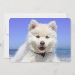 Cachorro finlandés blanco