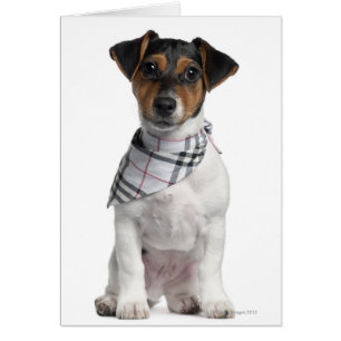 cachorro Jack Russell Terrier (4 meses de edad)