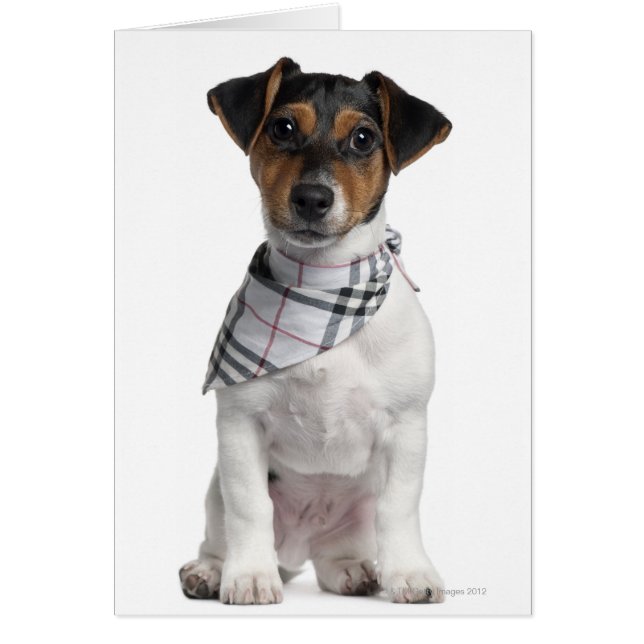 cachorro Jack Russell Terrier (4 meses de edad) (Frente)