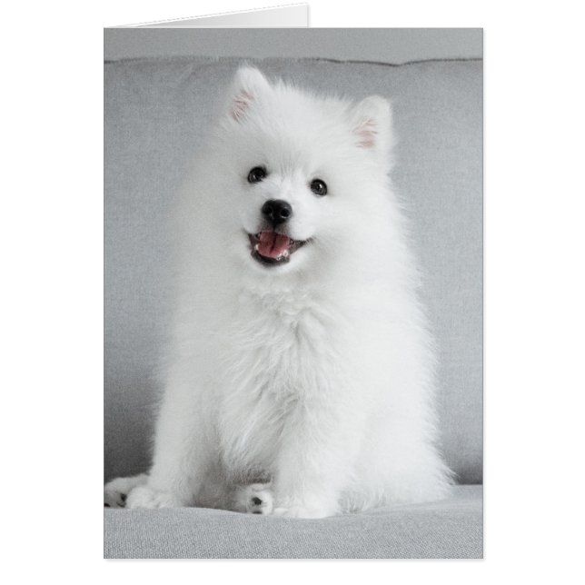 Cachorro lindo y esponjoso de raza Spitz Japonés (Frente)