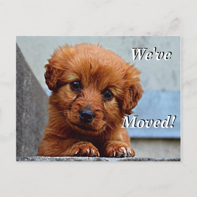 cachorro maltés Hemos movido nueva postal de direc (Anverso)