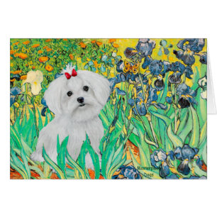 cachorro MALTESE - Lirios