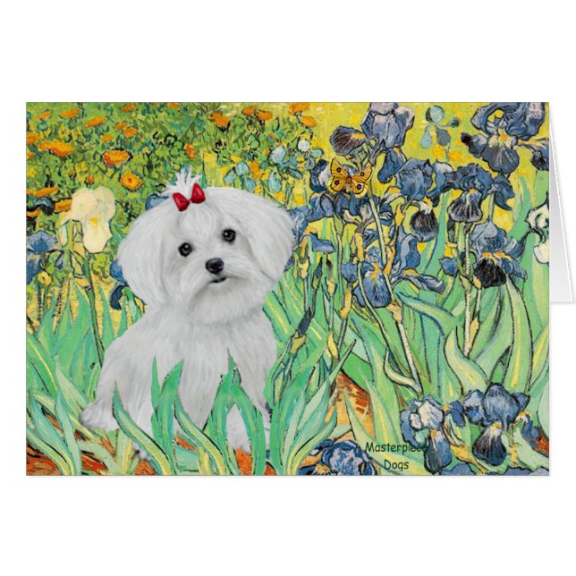 cachorro MALTESE - Lirios (Anverso (Horizontal))