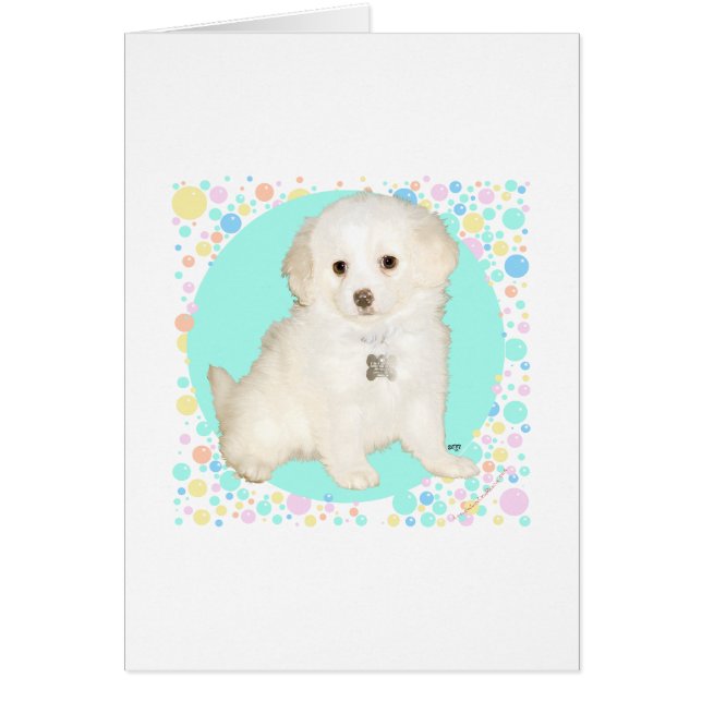 Cachorro mestizo de Caniche / Bichón celebra la vi (Frente)