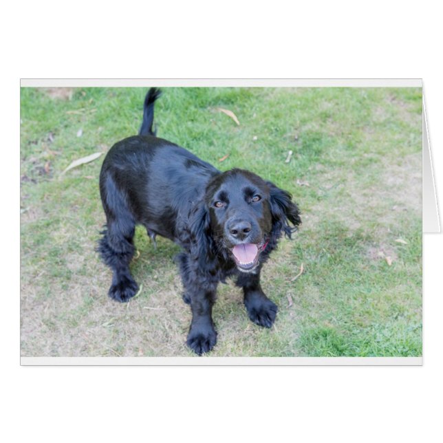 Cachorro negro (Anverso (Horizontal))