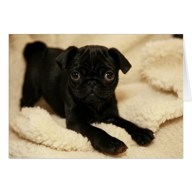 Cachorro negro (Anverso (Horizontal))
