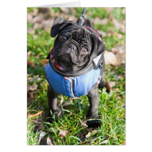 Cachorro negro con chaqueta (Frente)