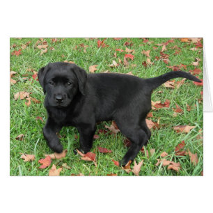 Cachorro negro de laboratorio