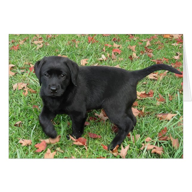 Cachorro negro de laboratorio (Anverso (Horizontal))