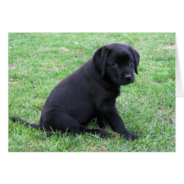 Cachorro negro de laboratorio (Anverso (Horizontal))