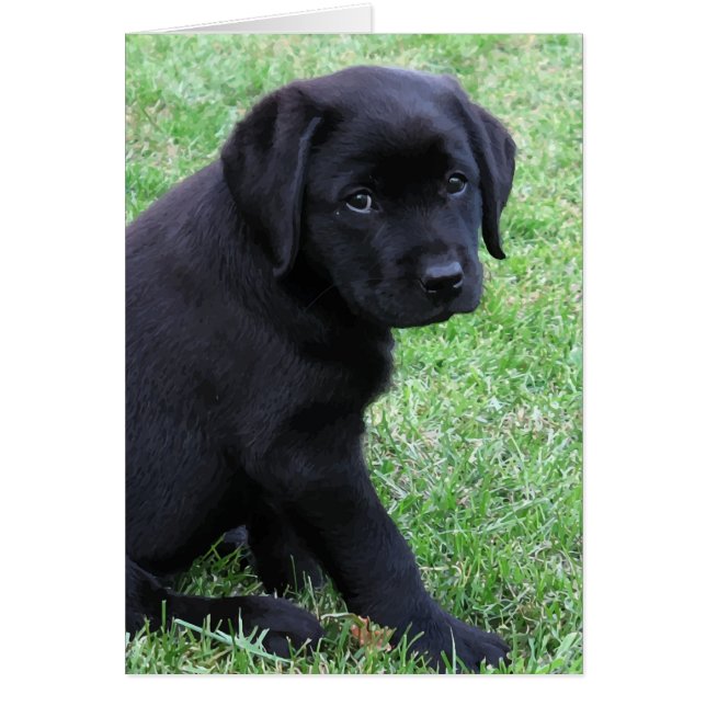 Cachorro negro de laboratorio (Frente)