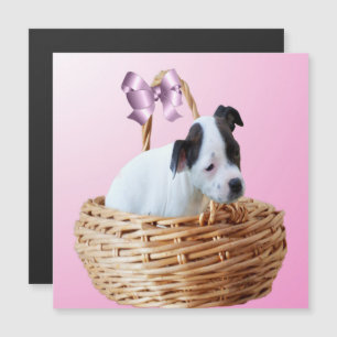 Cachorro negro y blanco de Staffordshire, tarjeta 