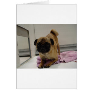 cachorro pug.png