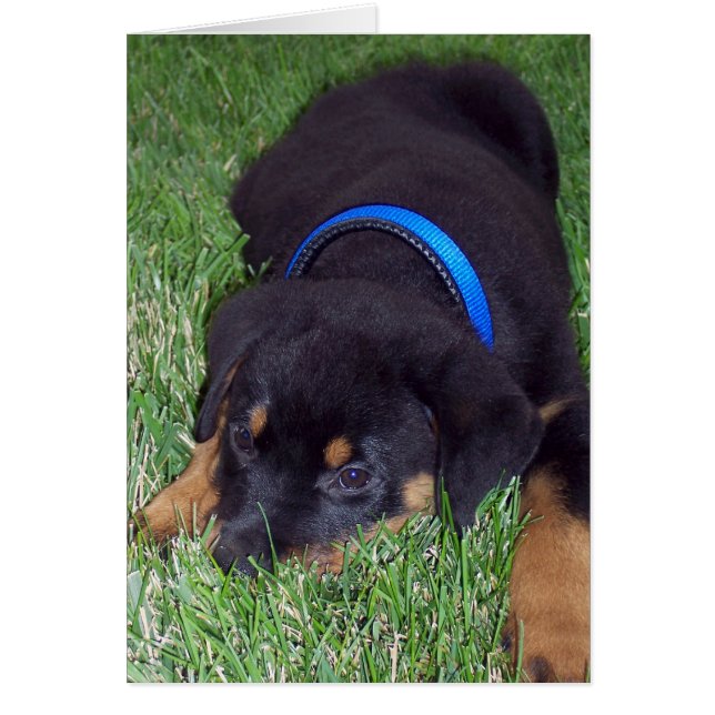 cachorro rottweiler. (Frente)