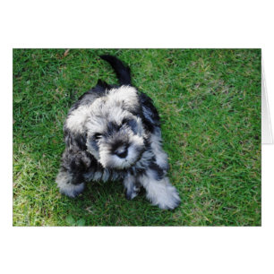Cachorro Schnauzer en miniatura