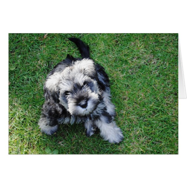 Cachorro Schnauzer en miniatura (Anverso (Horizontal))