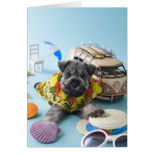 Cachorro Schnauzer en miniatura y vacaciones de ve