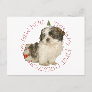Cachorro Shih Tzu Primera Navidad