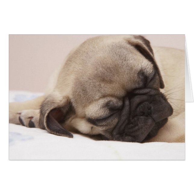 Cachorro Souneping (Anverso (Horizontal))