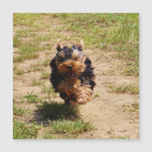Cachorro Terrier de Cute Yorkshire