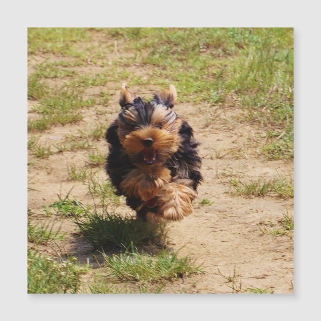 Cachorro Terrier de Cute Yorkshire (Anverso)