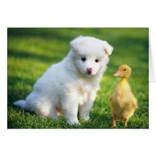Cachorro y bobo