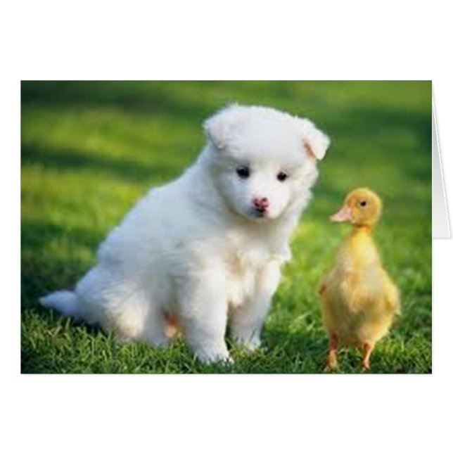 Cachorro y bobo (Anverso (Horizontal))