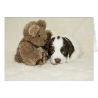 Cachorro y Teddy