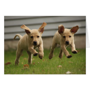 Cachorros amarillos del labrador
