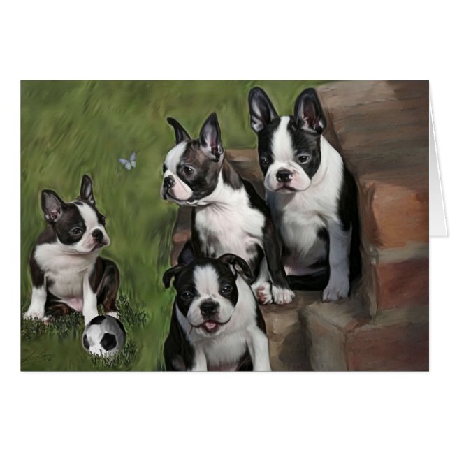 Cachorros de Boston Terrier (Anverso (Horizontal))