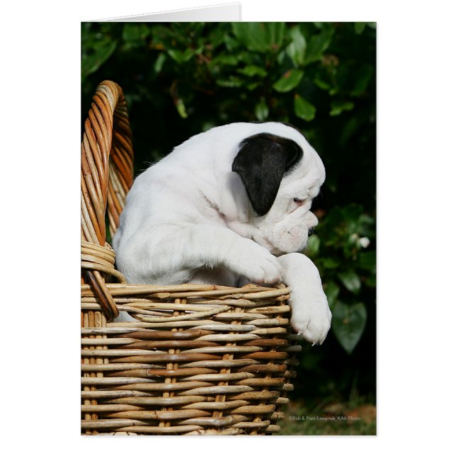 Cachorros de boxeo en canasta (Frente)