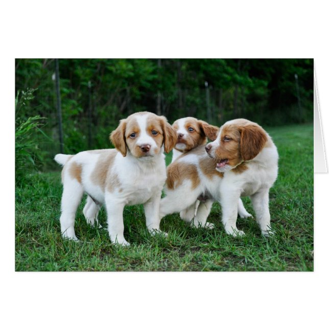 Cachorros de Bretaña (Anverso (Horizontal))