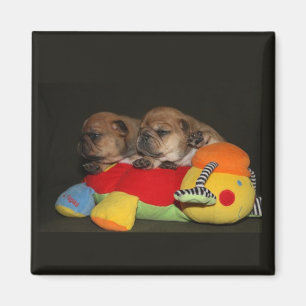 Cachorros de Bulldog Francés Imán