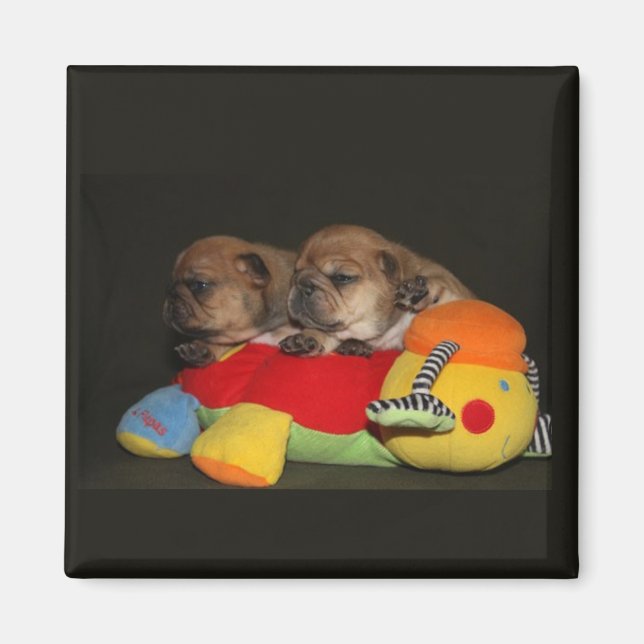 Cachorros de Bulldog Francés Imán (Frente)