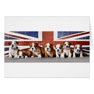 Cachorros de bulldog ingleses