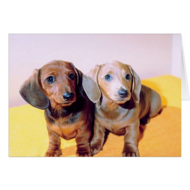 Cachorros de Dachsund (Anverso (Horizontal))