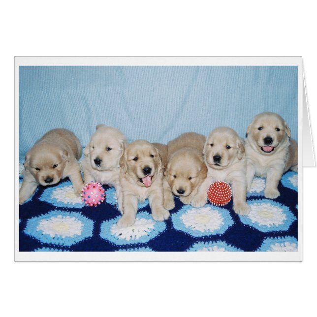 Cachorros de Golden Retriever (Anverso (Horizontal))