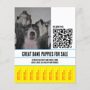 Cachorros de Gran Danés para la Venta Volante